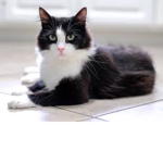 Tuxedo cats!! x