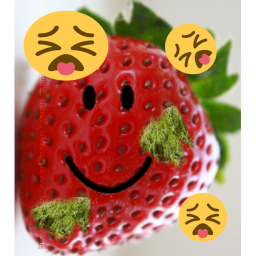 The Smelly Strawberries's Place