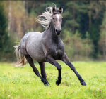 Horse town