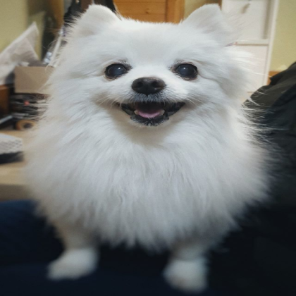 Gabe the dog Roblox decal