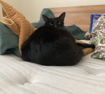 Fat cats are so cute