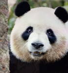 *-_M00N’S PANDAS_-*