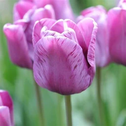 🌷Tulip🌷 icon