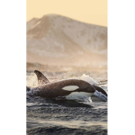 Team_orcas!