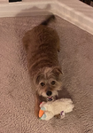 SCRUFFY_GROUP