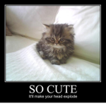 Kawaii Katz :3