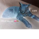 CATS ARE COOL/HUNGER GAMES!!!!!