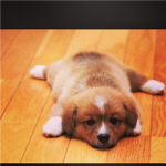 Support Puppys
