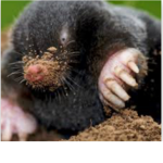 Moles United/ Moles Army