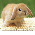 Bunny scout