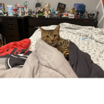 Cats why love