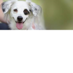 Happy Doggos