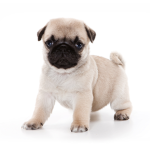 The pug any the great