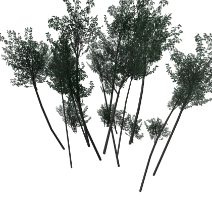 Jungle trees