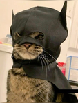 batcat :3