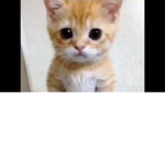 ELLL_GATOOOO