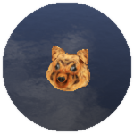 Cookie Doge