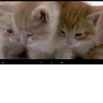 Cats Studios! (Meow)