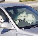 the epic and supportive doggos
