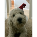 Da dogoos