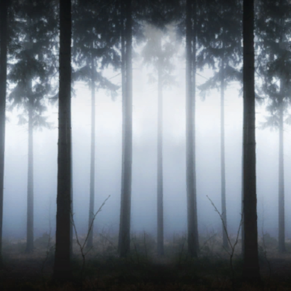 Quiet eerie foggy autumn forest
