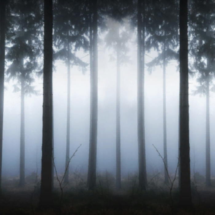 Quiet eerie foggy autumn forest