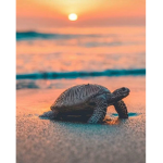 ~turtle hang out and clothes store~