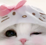 pawz <3