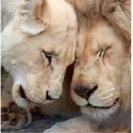 CuteLions <3