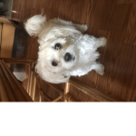 Irishgoodgirl