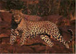 The Leopard Clan