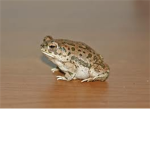 ~~~~~~ Frog Fans! ~~~~~~