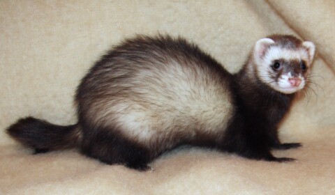 Ferret Wiggle Dance