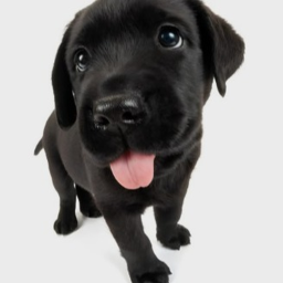 ⋆˚🐾˖°