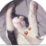 دودو قيم