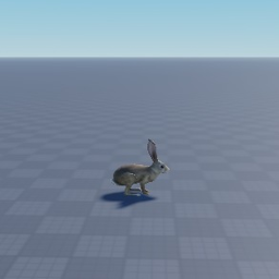 Bunny.