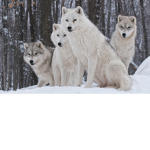 Wolf grow