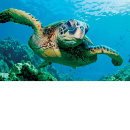 Mr. Turtle club!'s Interview Center!