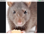 Rats Club!