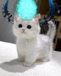 b_u
