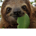 #Sloth Sqaud
