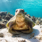 -Turtle Clan-
