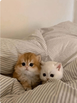 kittystrberrys