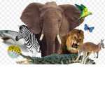 Animal squad!!!!!!!!!!!!!!