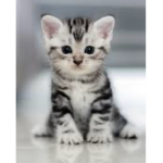 the cat empire people