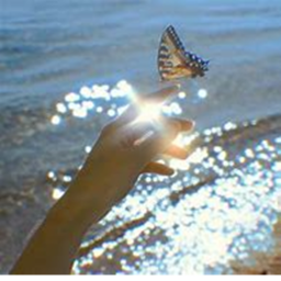 Flutterfly Hangout