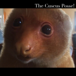 Cuscus Posse