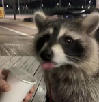 Raccoon :)