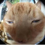 +*CATS!!!*+