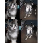 Cat and dog liker